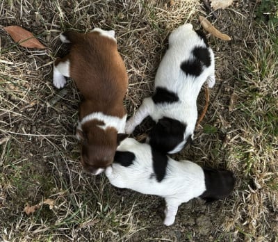 Les chiots de Bichon Havanais