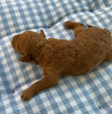 Les chiots de Caniche