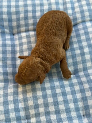 Les chiots de Caniche