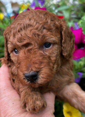 Les chiots de Caniche
