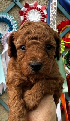 Les chiots de Caniche