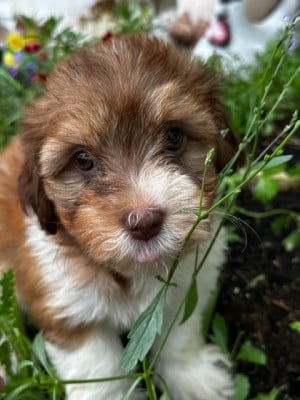 Les chiots de Bichon Havanais