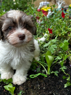 Les chiots de Bichon Havanais