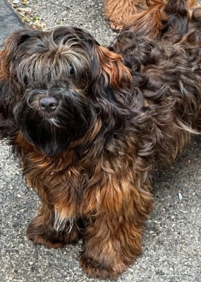 Les chiots de Bichon Havanais
