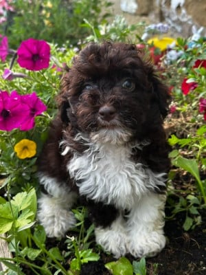 Les chiots de Bichon Havanais
