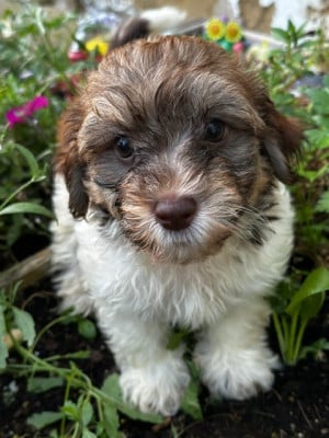 Les chiots de Bichon Havanais