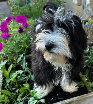 Les chiots de Bichon Havanais