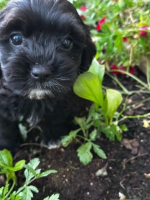 MALE NOIR - Bichon Havanais