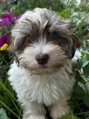 Les chiots de Bichon Havanais
