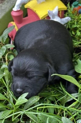 MALE NOIR - Bichon Havanais