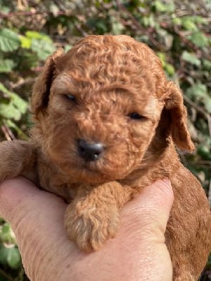 Les chiots de Caniche