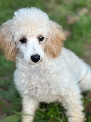 Les chiots de Caniche