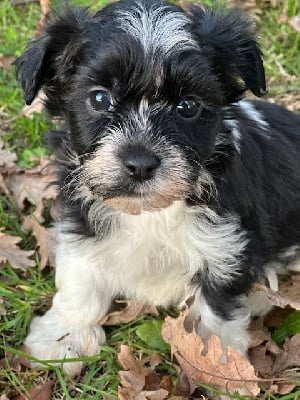 Les chiots de Bichon Havanais