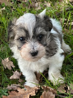 Les chiots de Bichon Havanais