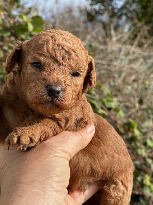 Les chiots de Caniche