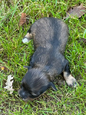 Les chiots de Bichon Havanais