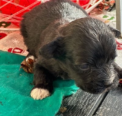 MALE NOIR - Bichon Havanais