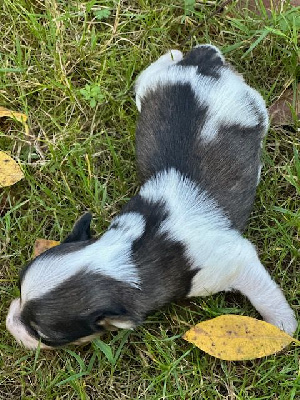 Les chiots de Bichon Havanais