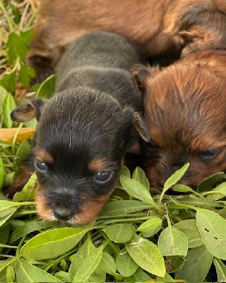 FEMELLE NOIRE ET FEU - Bichon Havanais