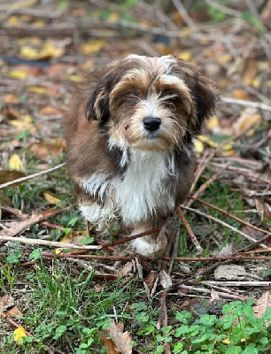 Les chiots de Bichon Havanais