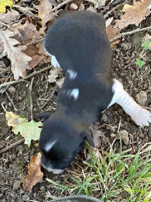 Les chiots de Bichon Havanais