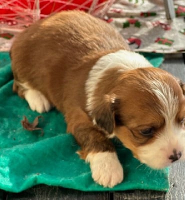 MALE BLOND - Bichon Havanais