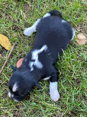 Les chiots de Bichon Havanais