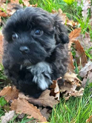 Les chiots de Bichon Havanais