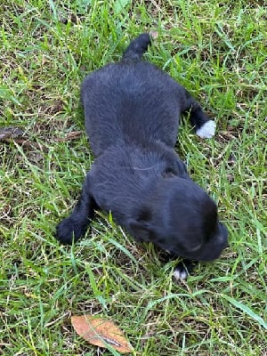 Les chiots de Bichon Havanais