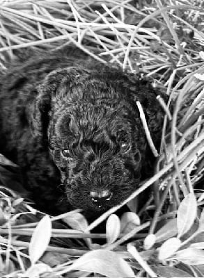 Les chiots de Caniche