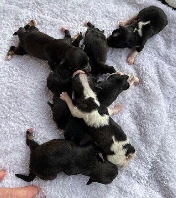 Bichon Havanais - Del rey rakashi