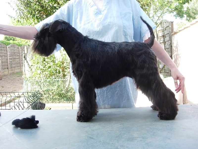 Publication : Des matins de cristal Auteur : des matins de cristal