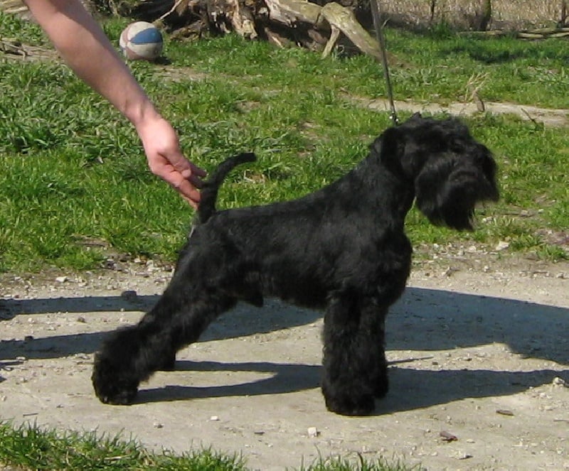 Publication : Des matins de cristal Auteur : des matins de cristal