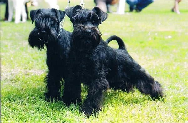 Publication : Des matins de cristal Auteur : des matins de cristal