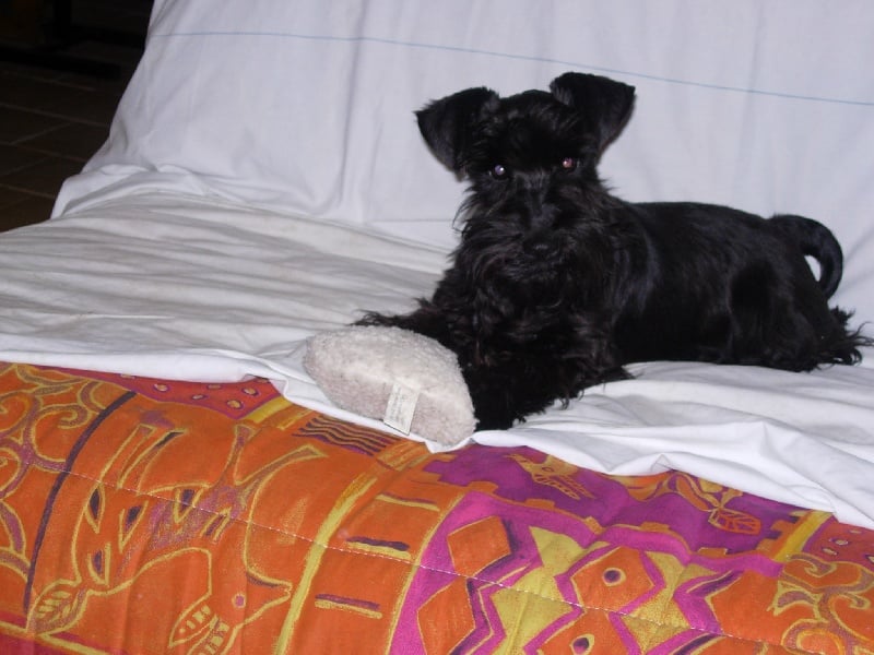 Publication : Des matins de cristal Auteur : des matins de cristal