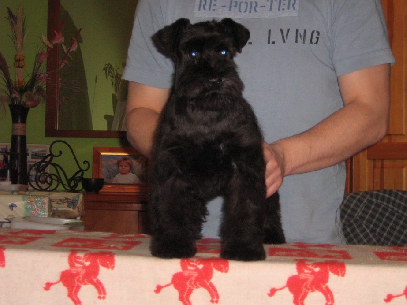 Publication : Des matins de cristal Auteur : des matins de cristal