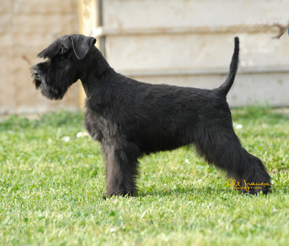 Chien Schnauzer Miniature Crew only n Di Monte Gentile