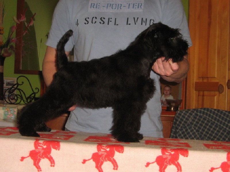 Publication : Des matins de cristal Auteur : des matins de cristal