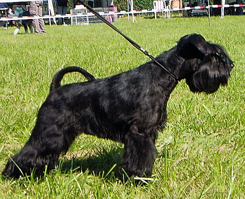 Publication : Des matins de cristal Auteur : des matins de cristal