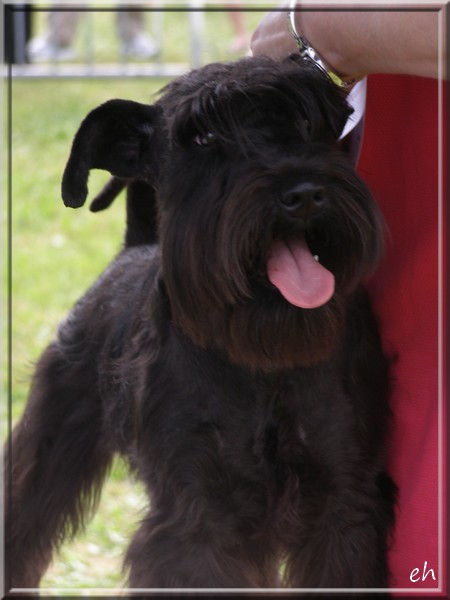 Publication : Des matins de cristal Auteur : des matins de cristal