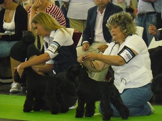 CH. Tracy chapman hajko-nerita - Très Bon Classe Ouverte