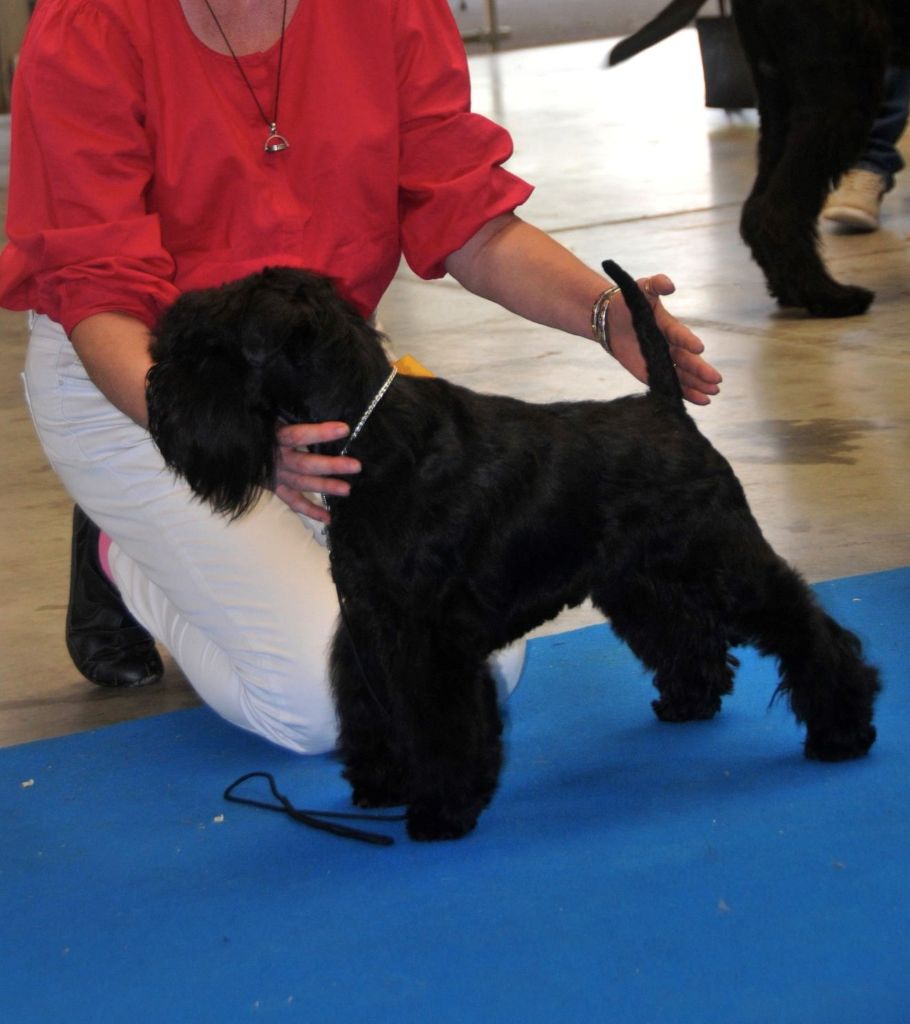 CH. panomaks Mill rif - 1er Exc Club Jeune Champion