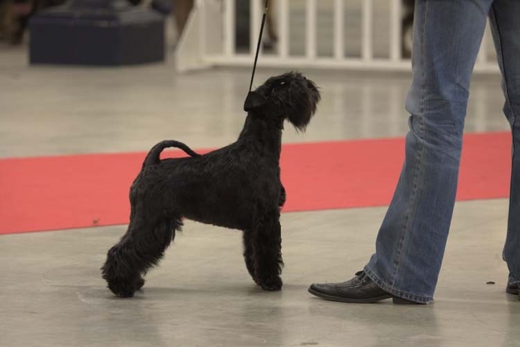 CH. Tracy chapman hajko-nerita - 1er Excellent, CACS, CACIB