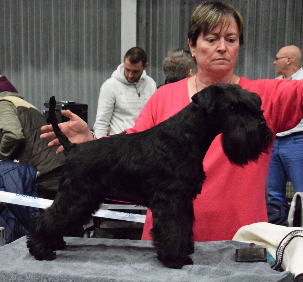 CH. panomaks Mill rif - 1er Exc BOBJ