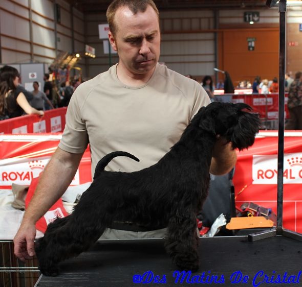 Chien Schnauzer Miniature Giulietta Black Girl Des Matins De Cristal
