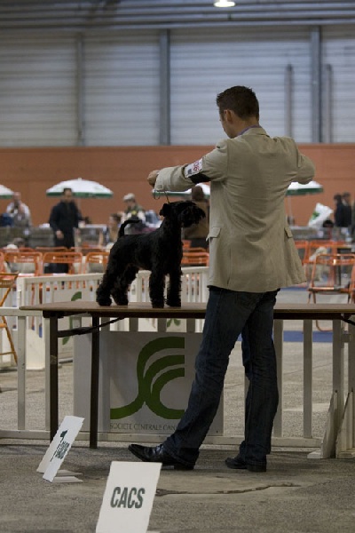 CH. Tracy chapman hajko-nerita - 2ème Excellent, RCACS, RCACIB classe Ouverte