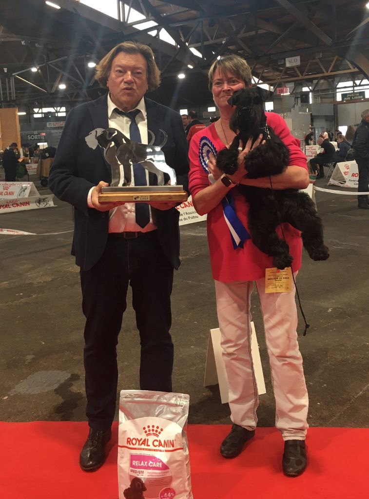 CH. panomaks Mill rif - 1er Exc BOBJ, BIS Jeune