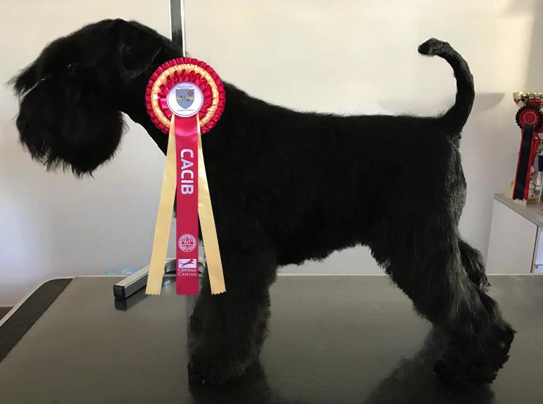Chien Schnauzer Miniature CH May I Have A Dream Des Matins De Cristal