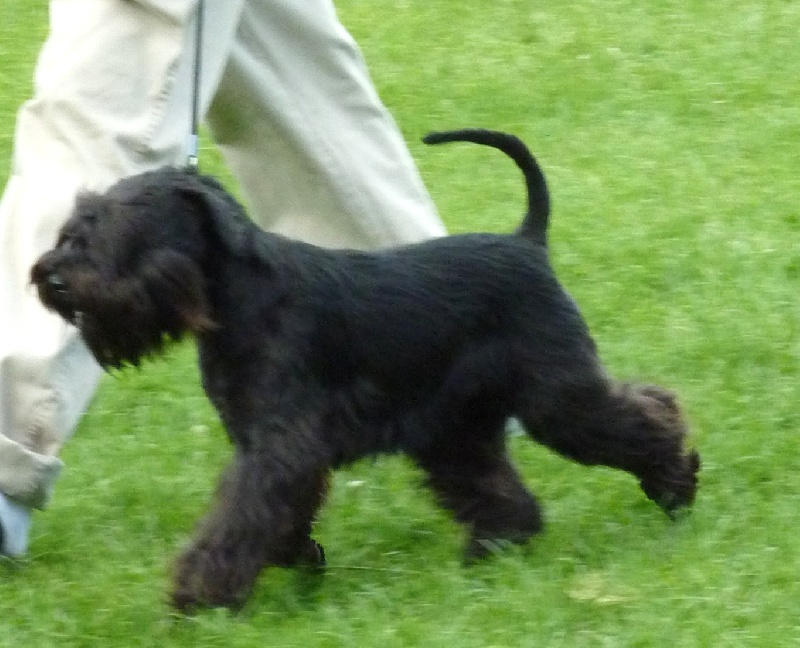 Chien Schnauzer Miniature Falak Des Matins De Cristal