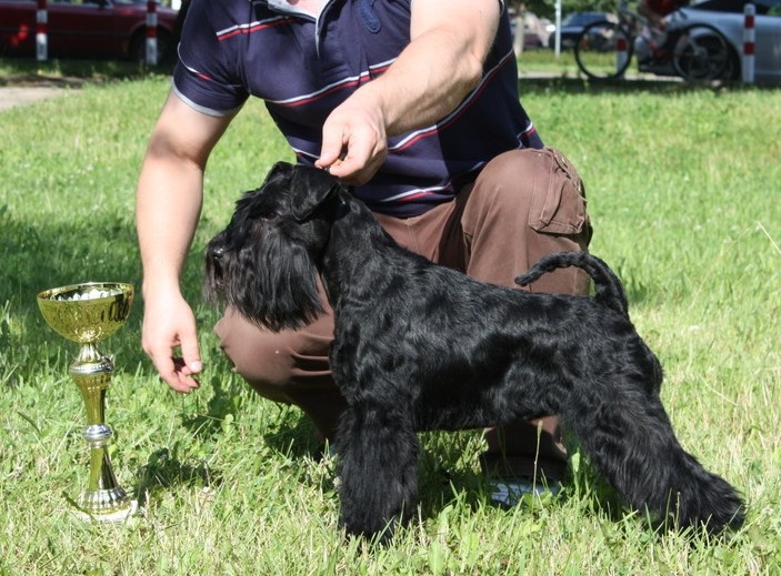 CH. Tracy chapman hajko-nerita - 1er Excellent CWC, Best femelle, BOB